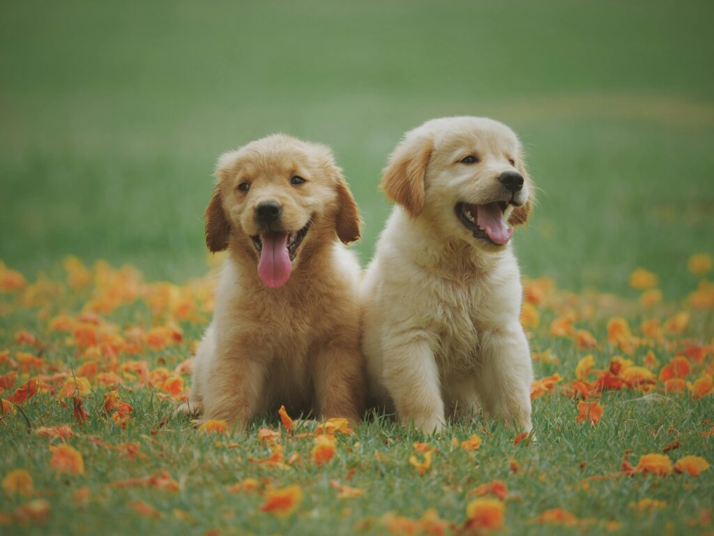 Golden Retriever Herplaatsing