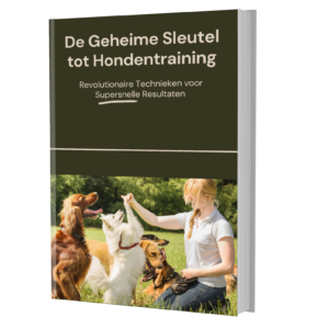 golden retriever trainen