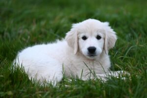 golden retriever 12 weken dit kun je van hem verwachten