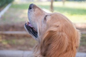 Golden Retriever Club Nederland: waarom deze vereniging zo belangrijk is voor het ras
