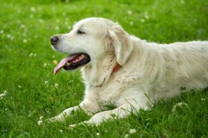 Golden retriever trimmen: zo houd je de vacht gezond en mooi