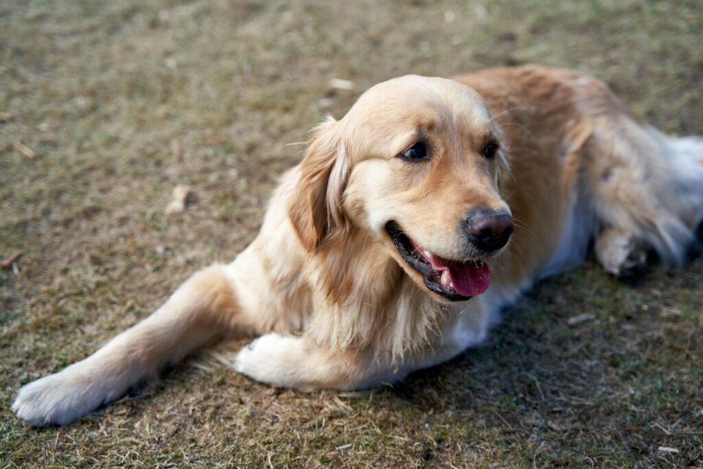 golden retriever uit het asiel adopteren wat je moet weten