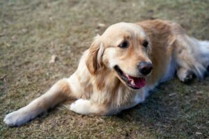 golden retriever uit het asiel adopteren wat je moet weten