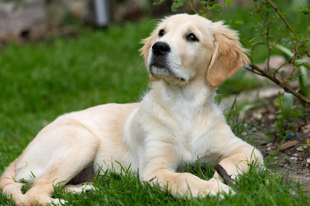 hondenras golden retriever