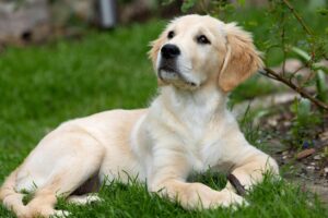 hondenras golden retriever