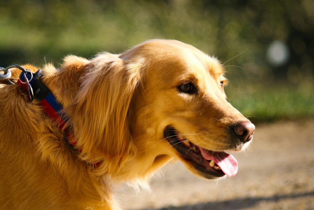 mix van een husky en een golden retriever